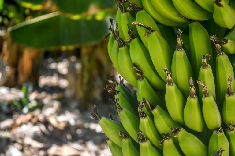 Banana tree