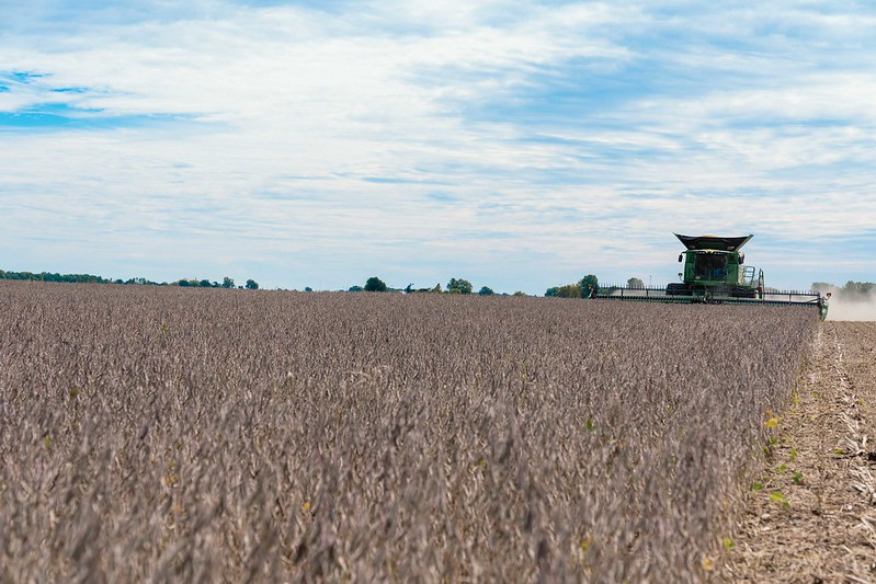 Harvesting soybean crop