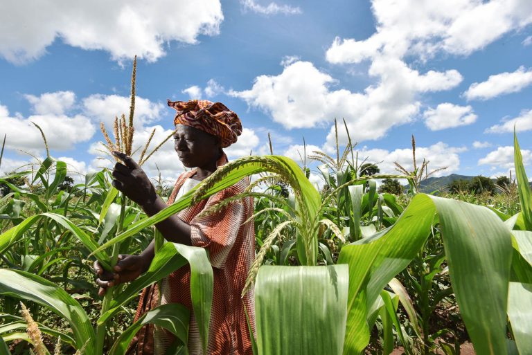 Female African farmer in maize field