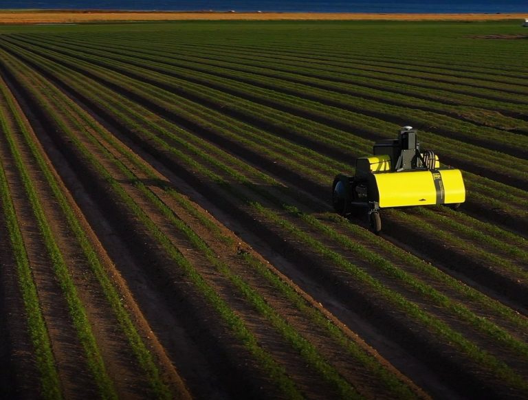 Robotic weeder in field