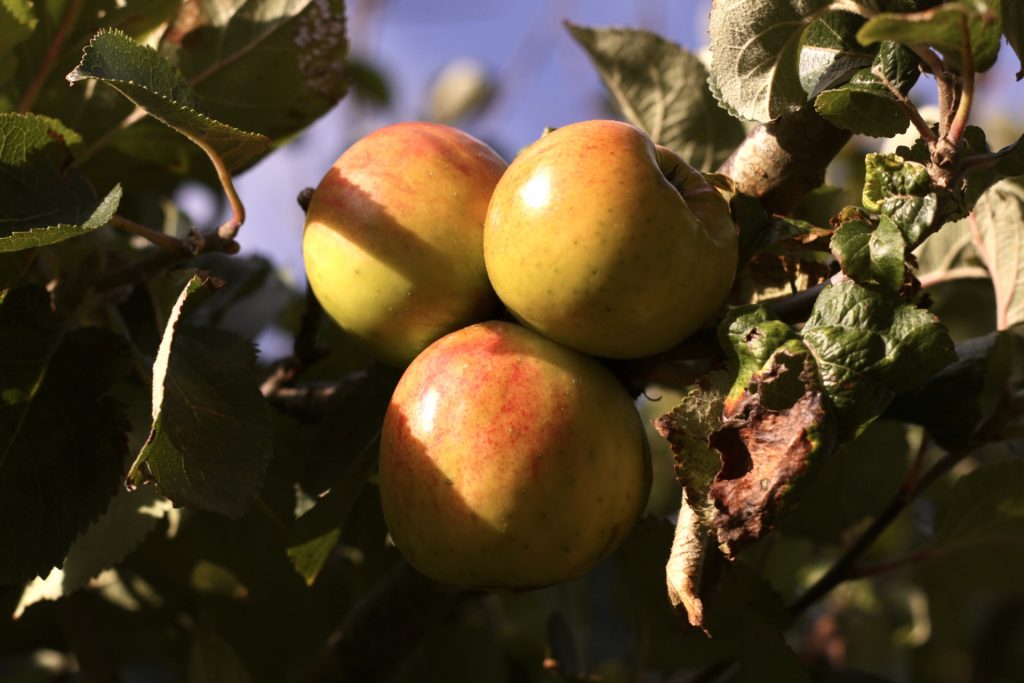 Three apples in a tree