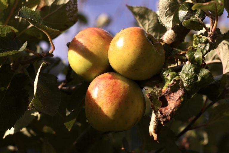 Three apples in a tree