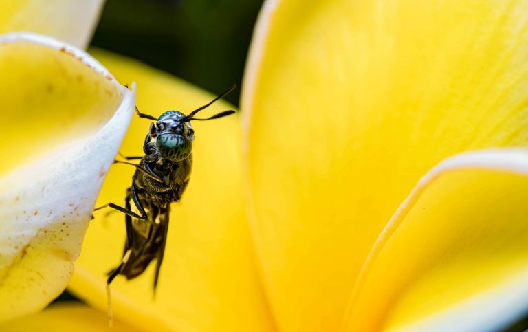 Black soldier fly on yellow background