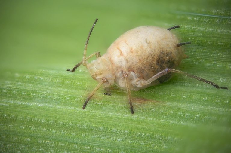English grain aphid on leaf