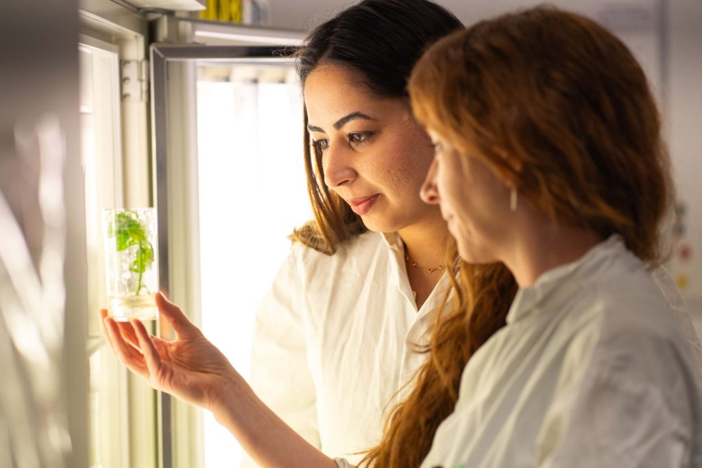 Phytoform Labs scientists view tomato plant grown from single cells