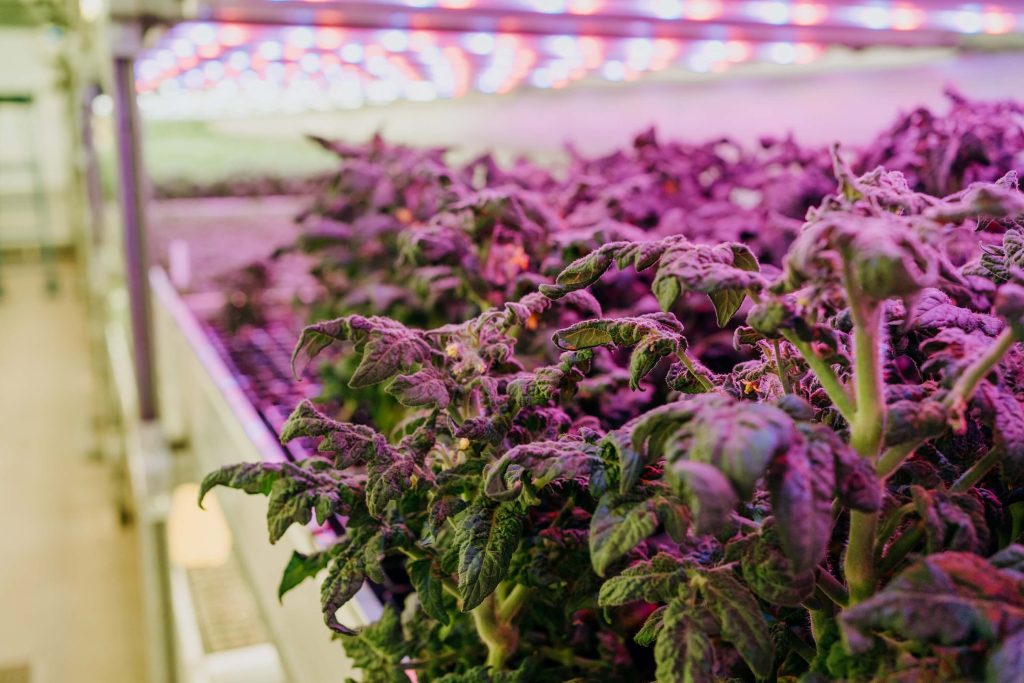 Phytoform Labs tomato plants at Harvest London vertical farm