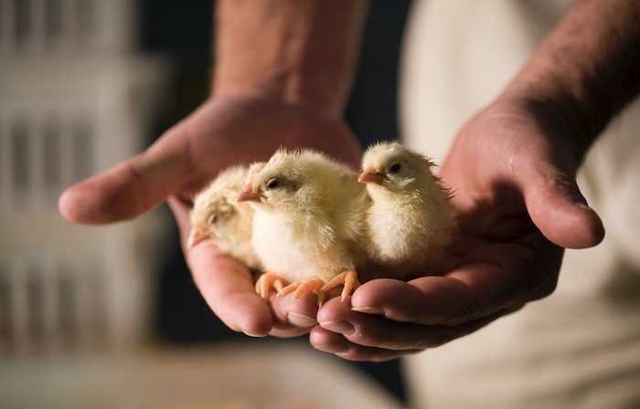 Three day-old chicks sitting on a farm worker's cupped hands