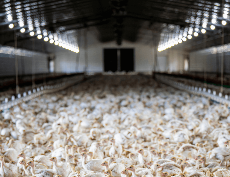 Turkey birds under lights in barn