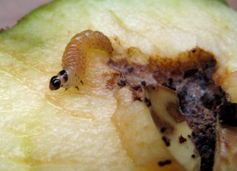 Codling moth caterpillar on apple