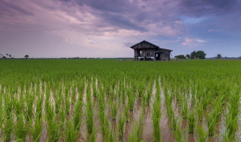 Rice field in Asia