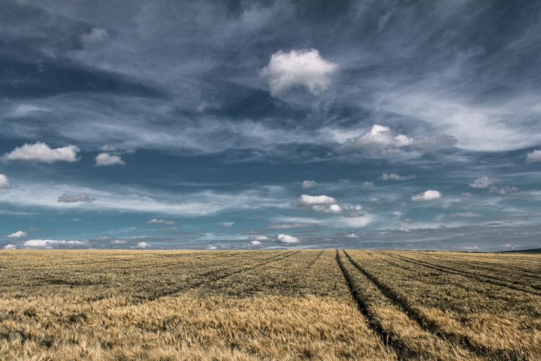 Wheat fields, sky, clouds