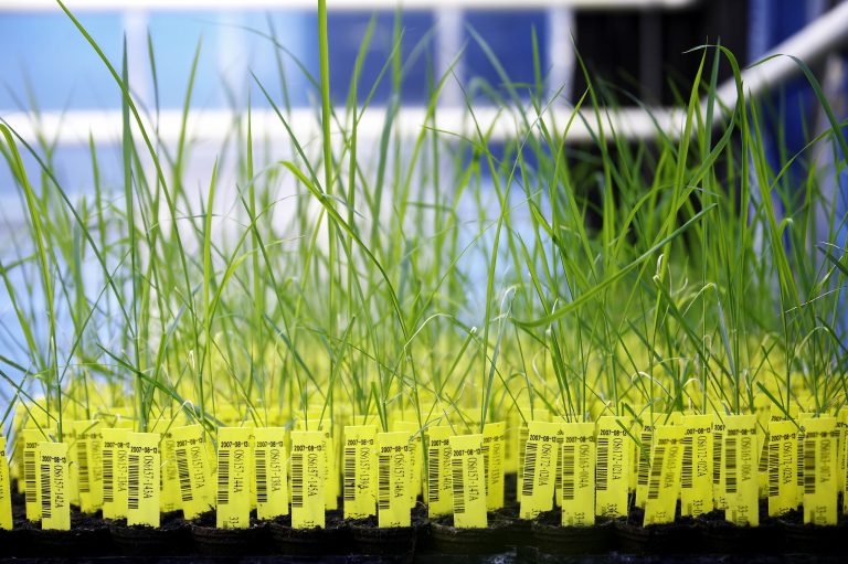 Gene-edited rice plants in laboratory