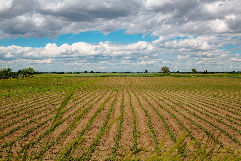 European arable farm field, looking to horizon