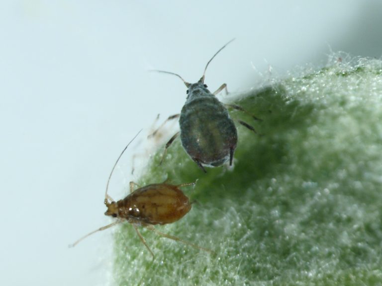 Rosy apple aphid, insect, pest