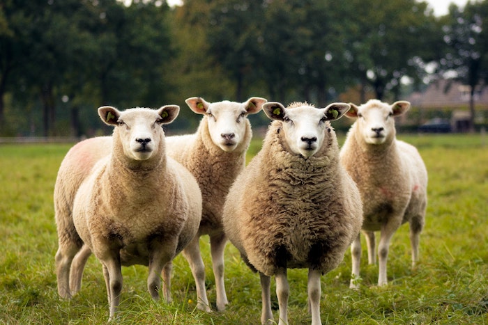 Targeting muscle-growth gene could make meat production more sustainable