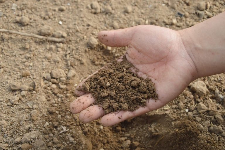 Hand holding soil