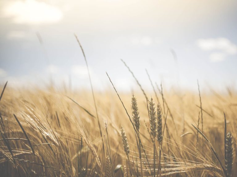 Wheat in field