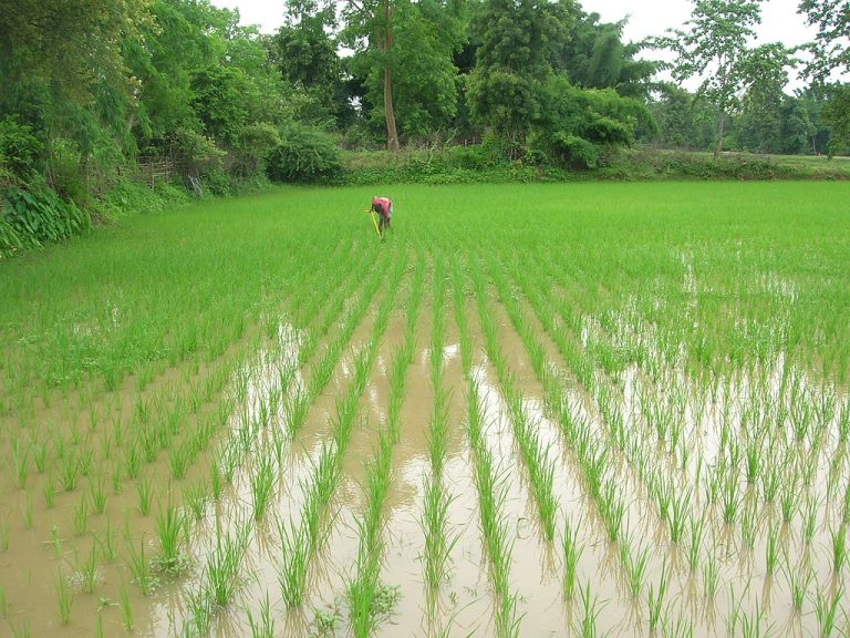 SRI rice field in India