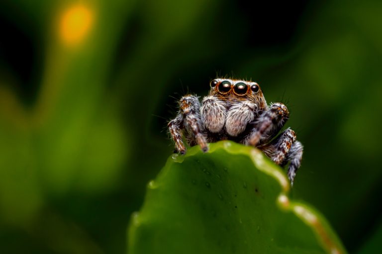 Close-up of a spider on s leaf
