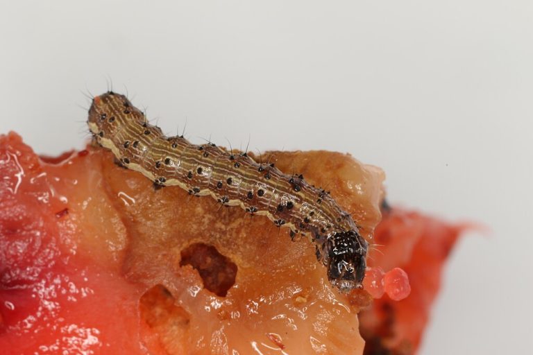 Cotton bollworm caterpillar