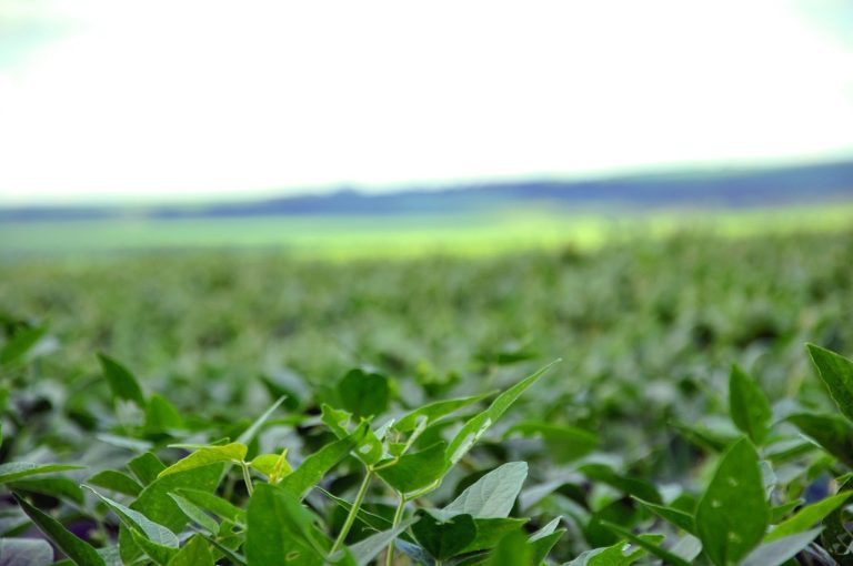 Soybean field