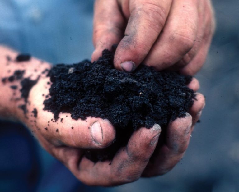 Soil in hands