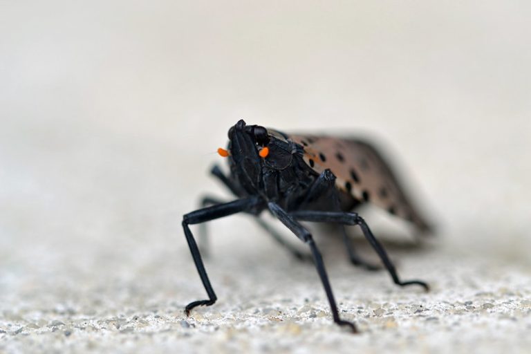 Spotted lanternfly close-up