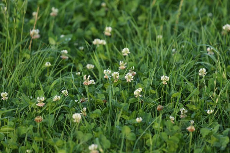 Grassland with white clover