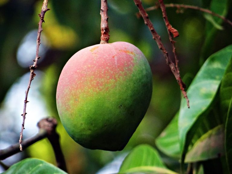 Mango on tree