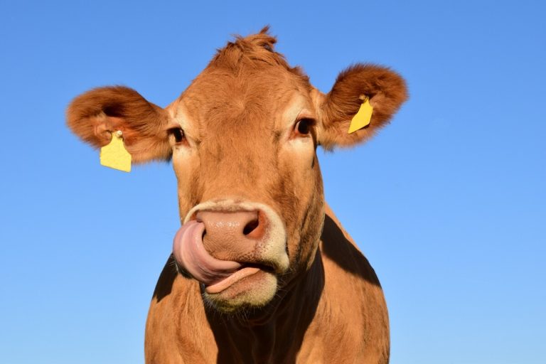 Cow close-up