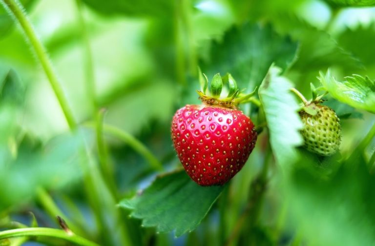 Strawberry on plant