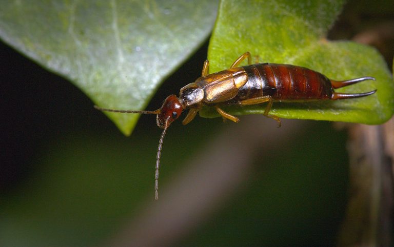 Earwig on leaf