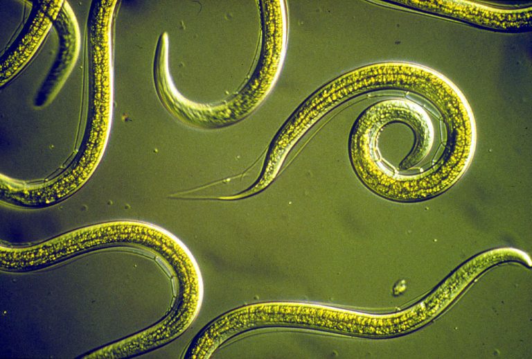 Nematodes, a type of roundworm
