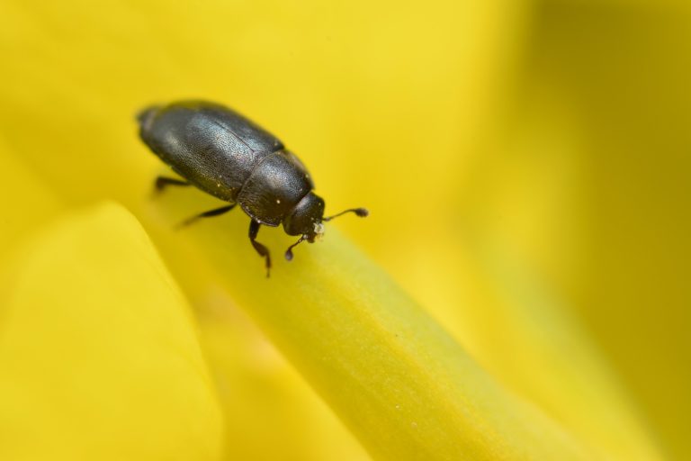 Pollen beetle on oilseed rape flower