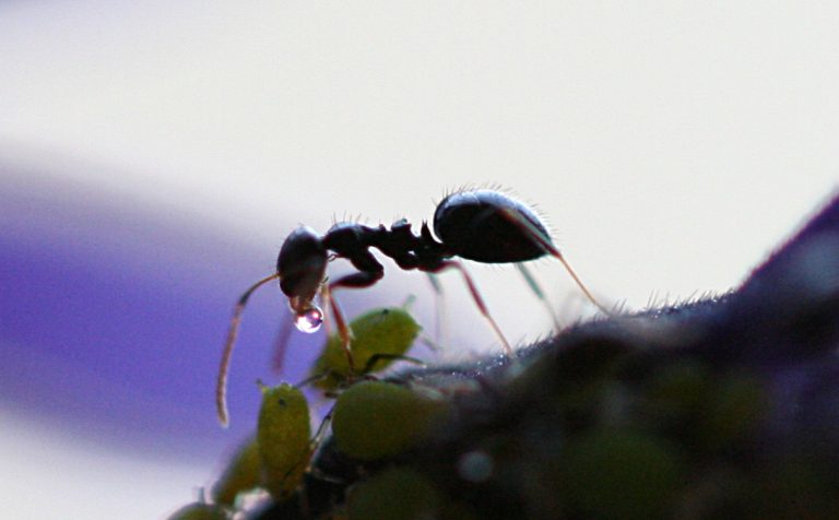 Ant receiving aphid honeydew