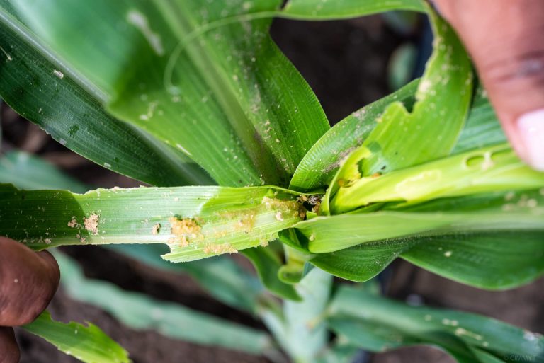 Fall armyworm damage in maize crop