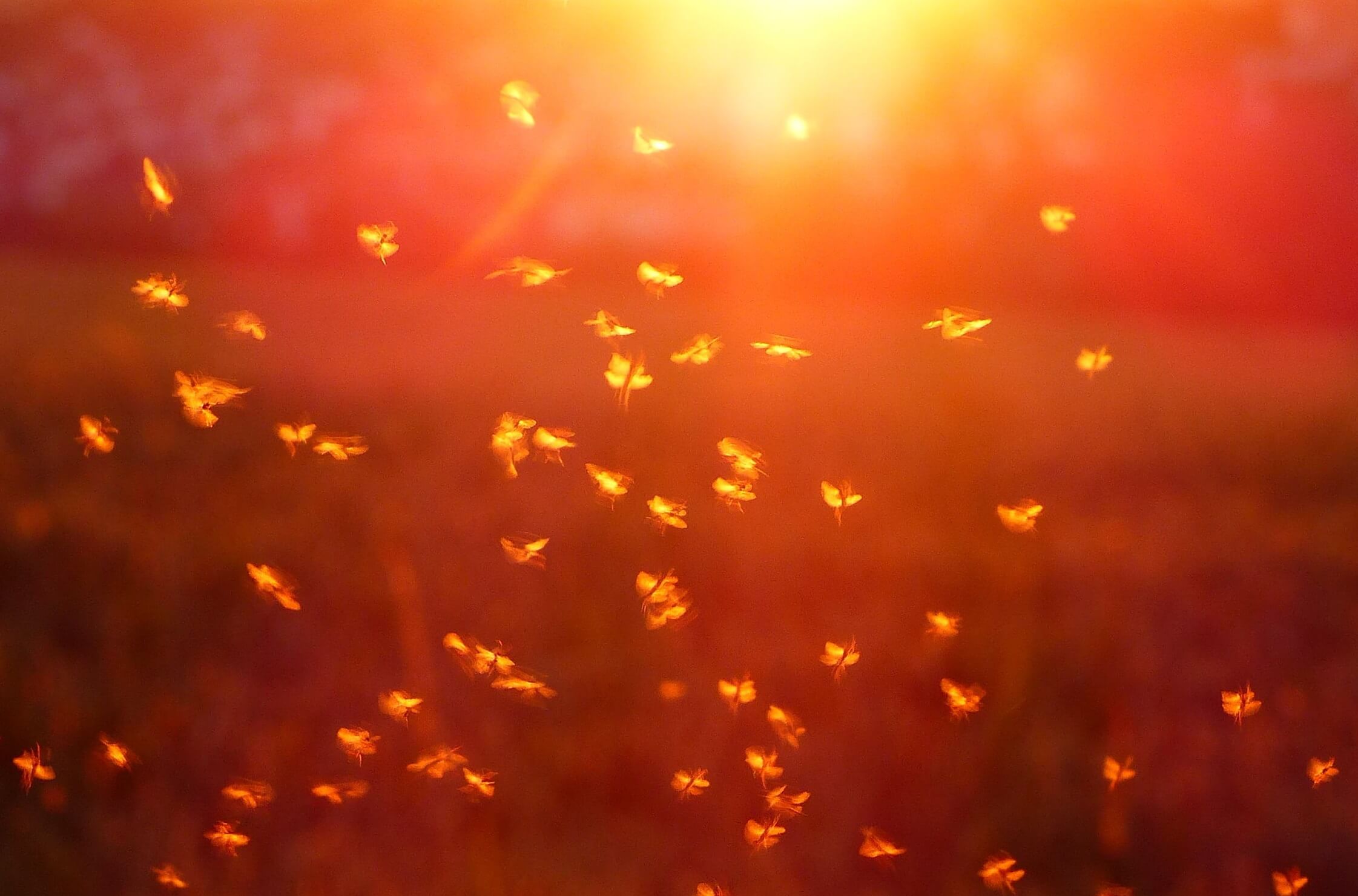 Genetic sex conversion could improve sterile pest control