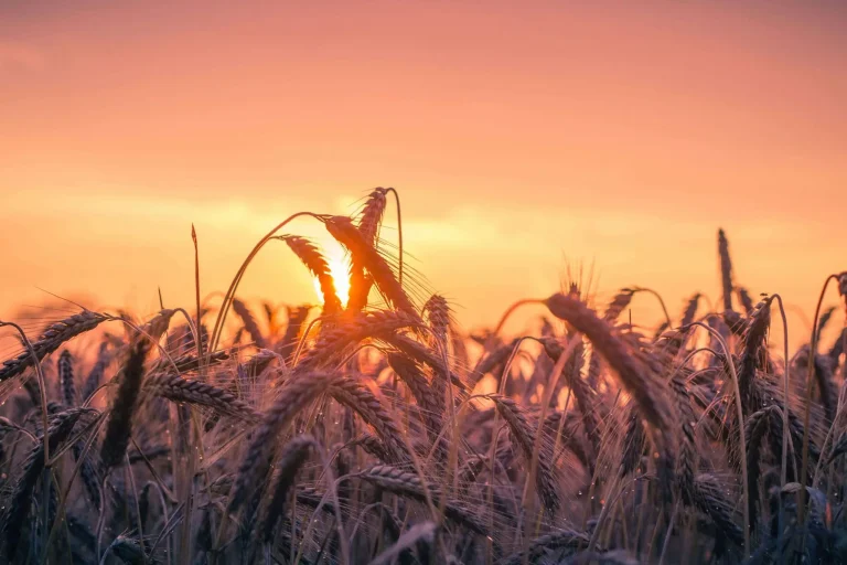 Wheat field at golden hour