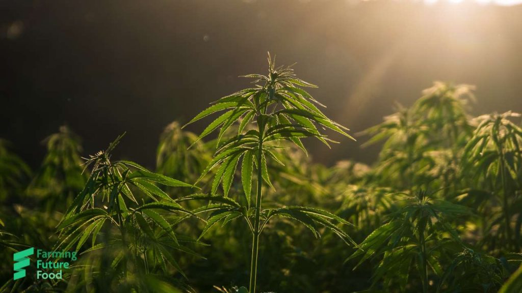 Field of industrial hemp at sunset, reflecting rising interest in hemp-based livestock feed and natural pest-control tools