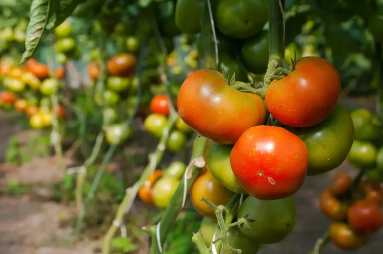 Ripe tomatoes on the plant