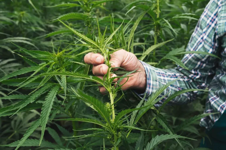 Farmer holding the tip of a hemp plant in the field