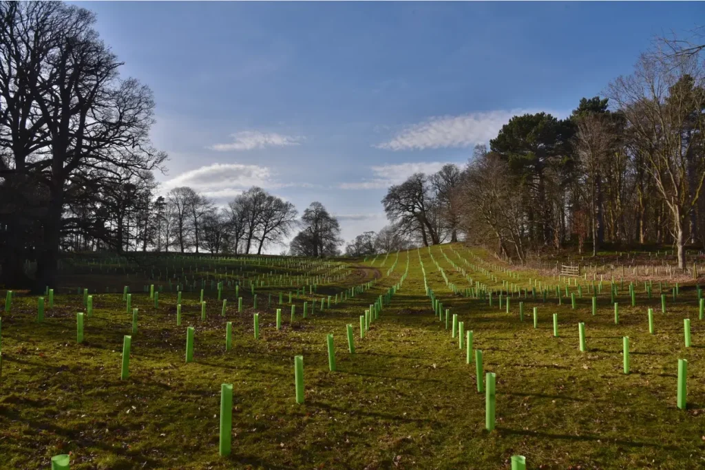 Saplings planted in a field