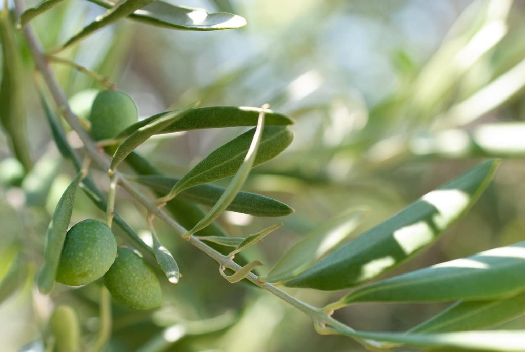 Olive tree leaves in sunlight