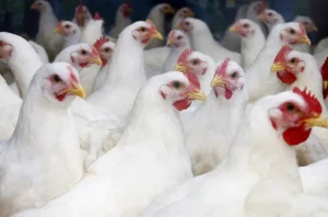 Flock of White Broiler Chickens