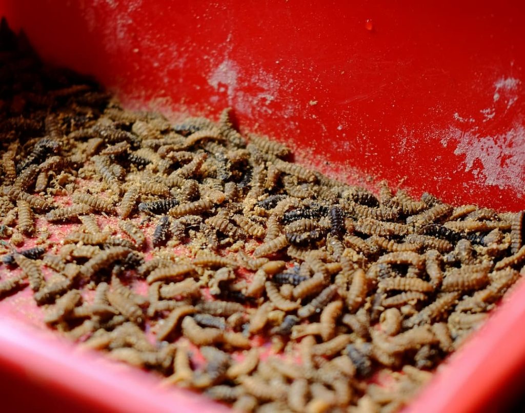 Insect larvae in tray