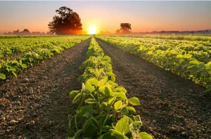 Young soy plants growing in rows at sunrise on a commercial farm