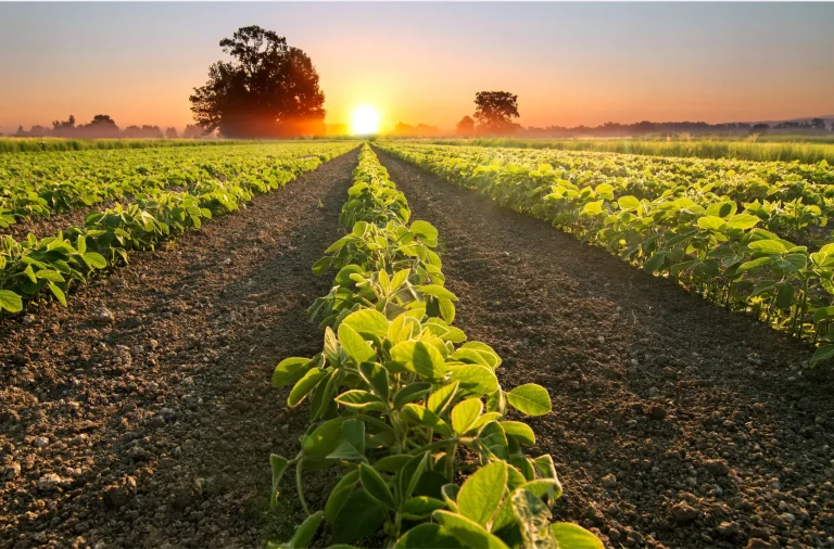 Young soy plants growing in rows at sunrise on a commercial farm