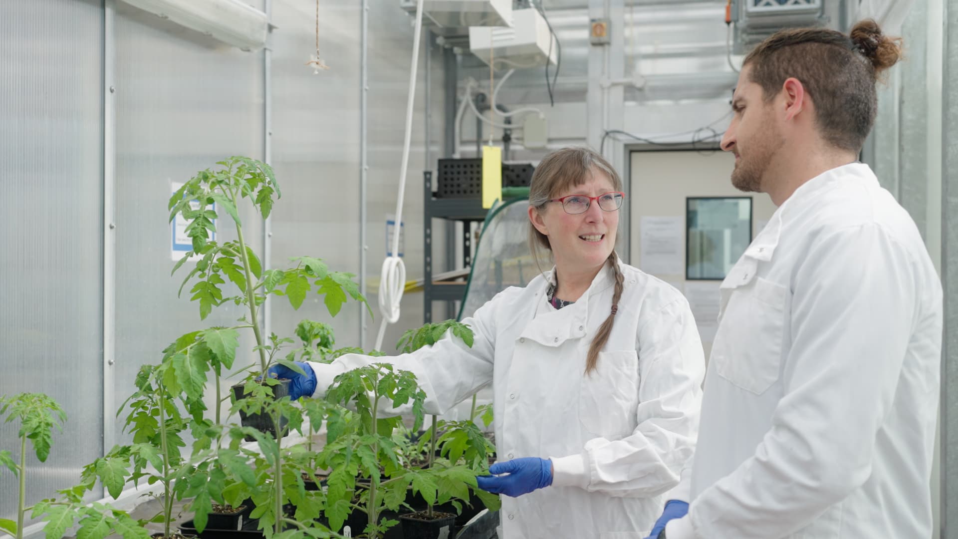 Researchers Dr Fran Robson and Dr Teo Garcia Millan examining tomato plants in a greenhouse while testing new sugar-based nanotechnology for crop protection.