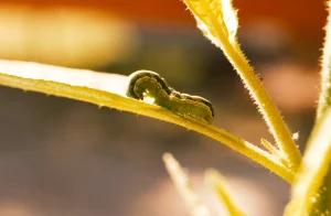 Beet armyworm larvae feeding on a leaf