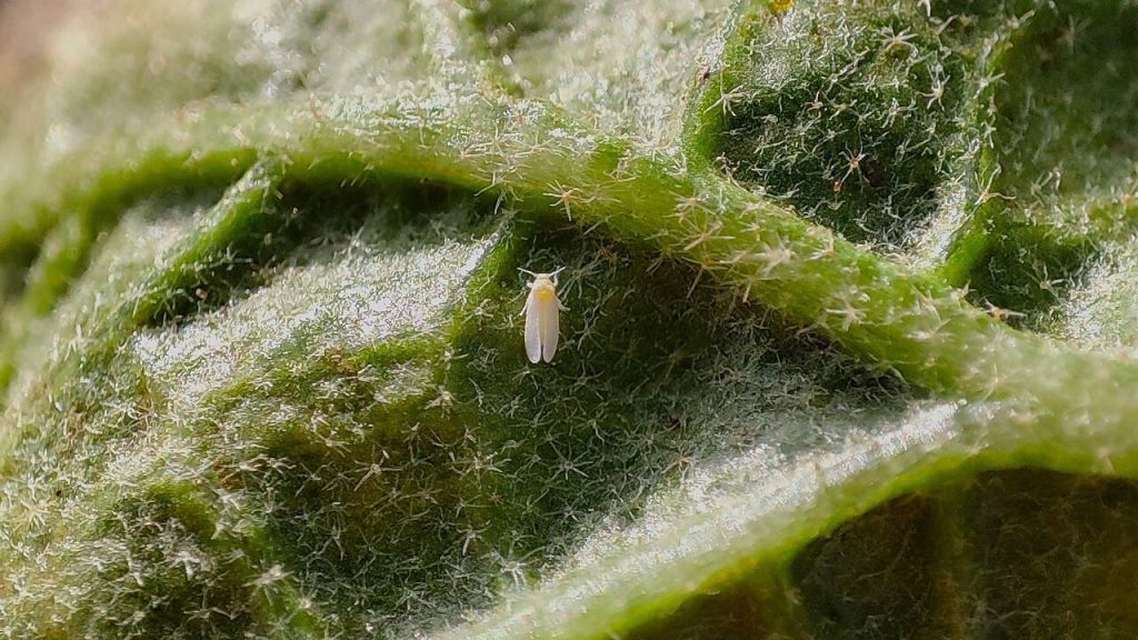 Whitefly on leaf